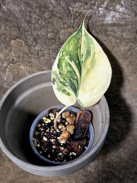 Variegated Philodendron Mican Aurea - Rare Exact Plant - (July-24-14)