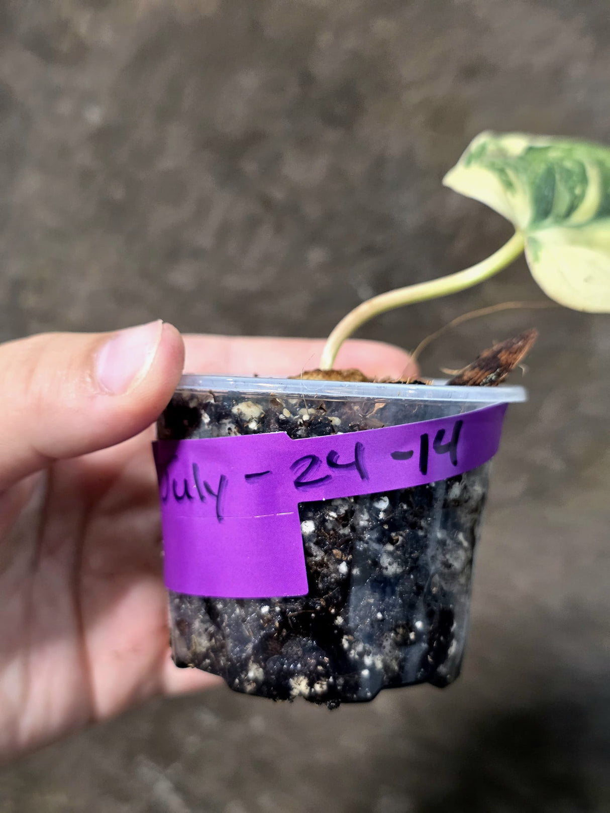 Variegated Philodendron Mican Aurea - Rare Exact Plant - (July-24-14)