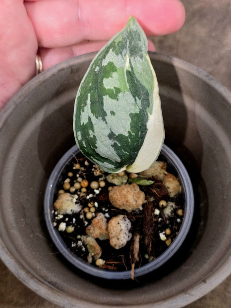 Variegated Scindapsus Mayari Plant - Collector Rare Exact Plant - (July-24-15)