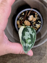 Variegated Scindapsus Mayari Plant - Collector Rare Exact Plant - (July-24-15)