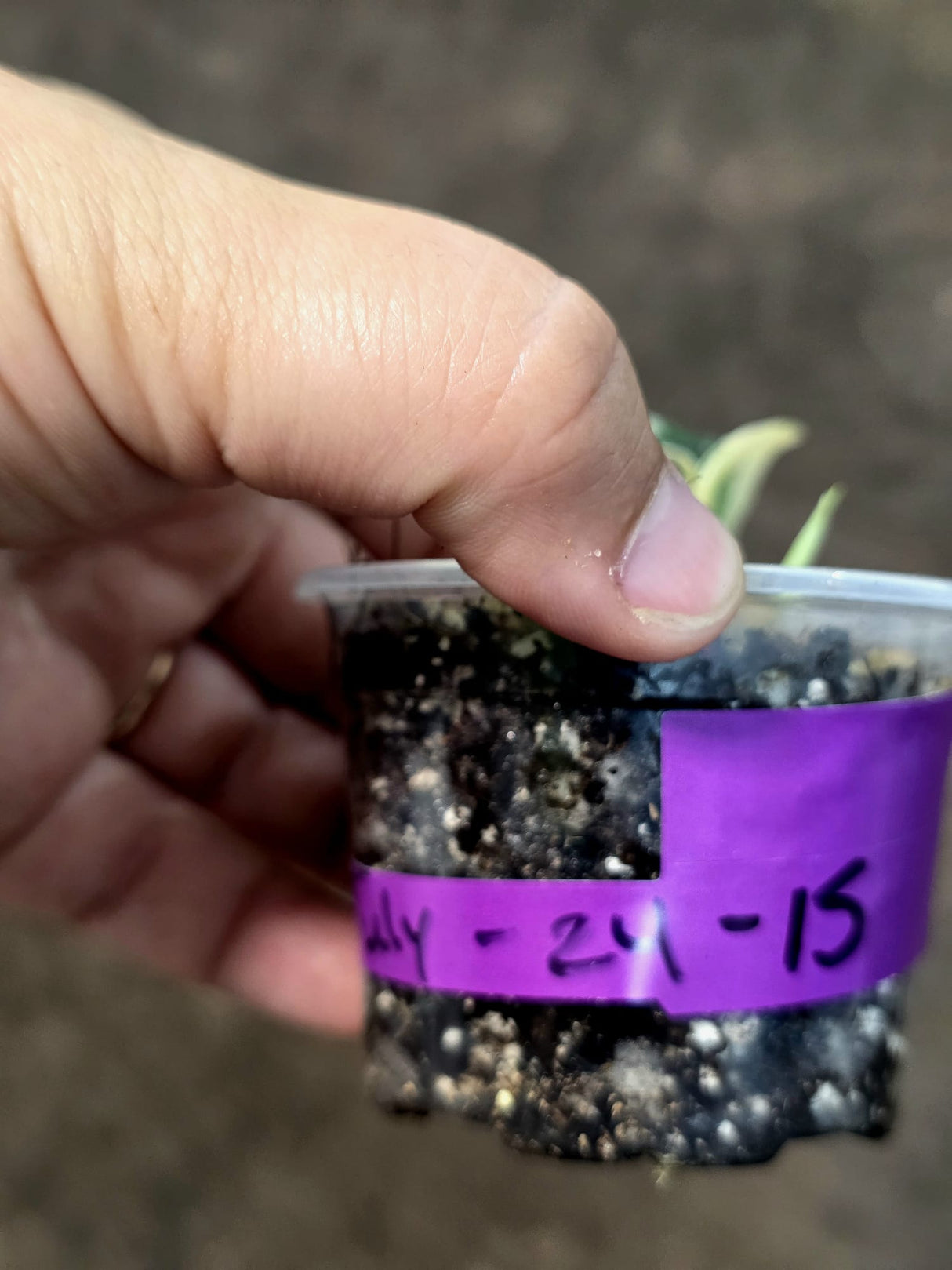 Variegated Scindapsus Mayari Plant - Collector Rare Exact Plant - (July-24-15)