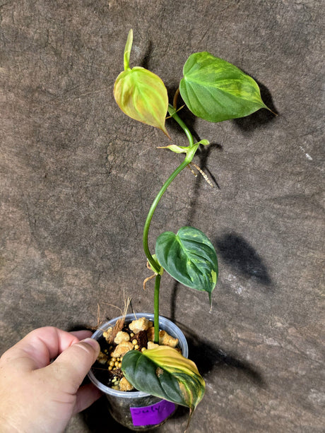 Variegated Philodendron Mican Aurea - Rare Exact Plant - (July-24-16)