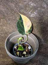 Variegated Philodendron Mican Aurea - Rare Exact Plant - (July-24-17)