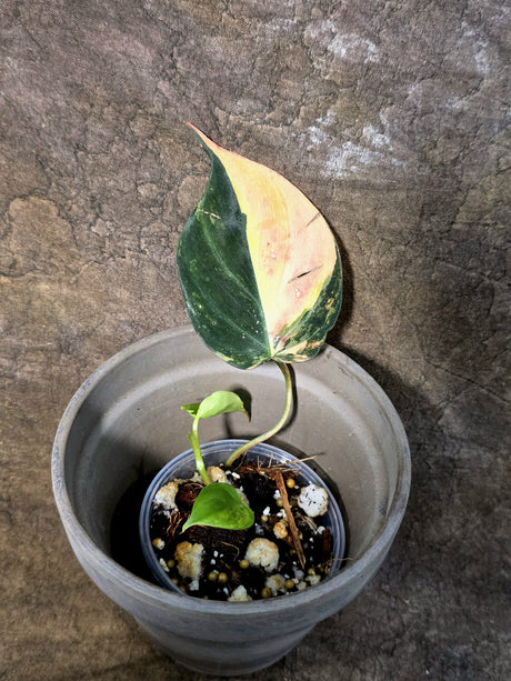 Variegated Philodendron Mican Aurea - Rare Exact Plant - (July-24-17)