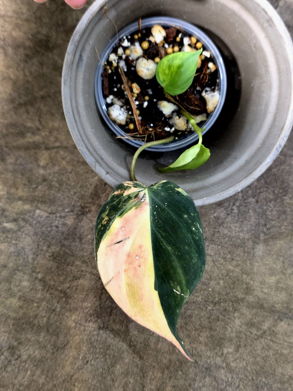 Variegated Philodendron Mican Aurea - Rare Exact Plant - (July-24-17)