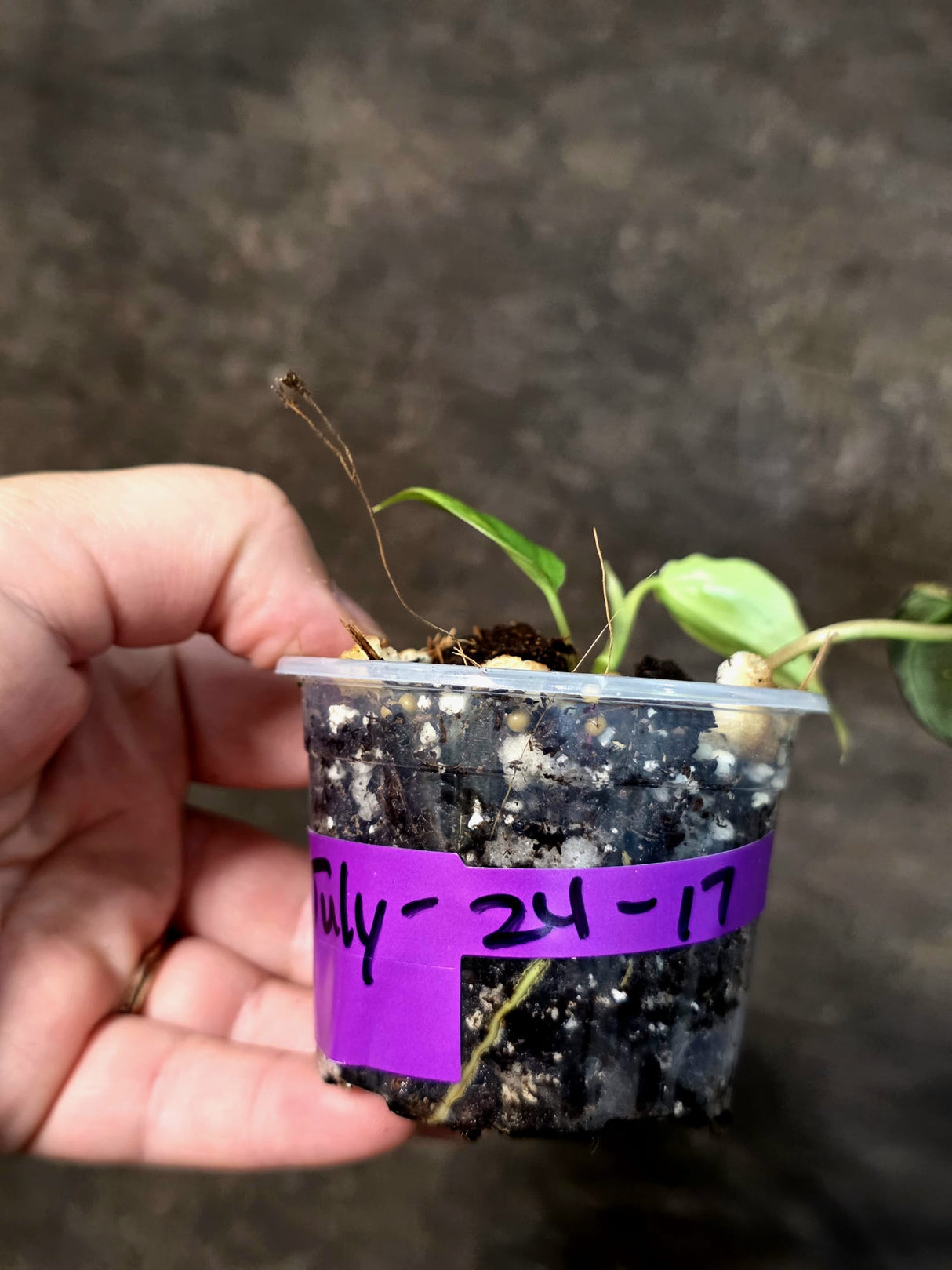 Variegated Philodendron Mican Aurea - Rare Exact Plant - (July-24-17)
