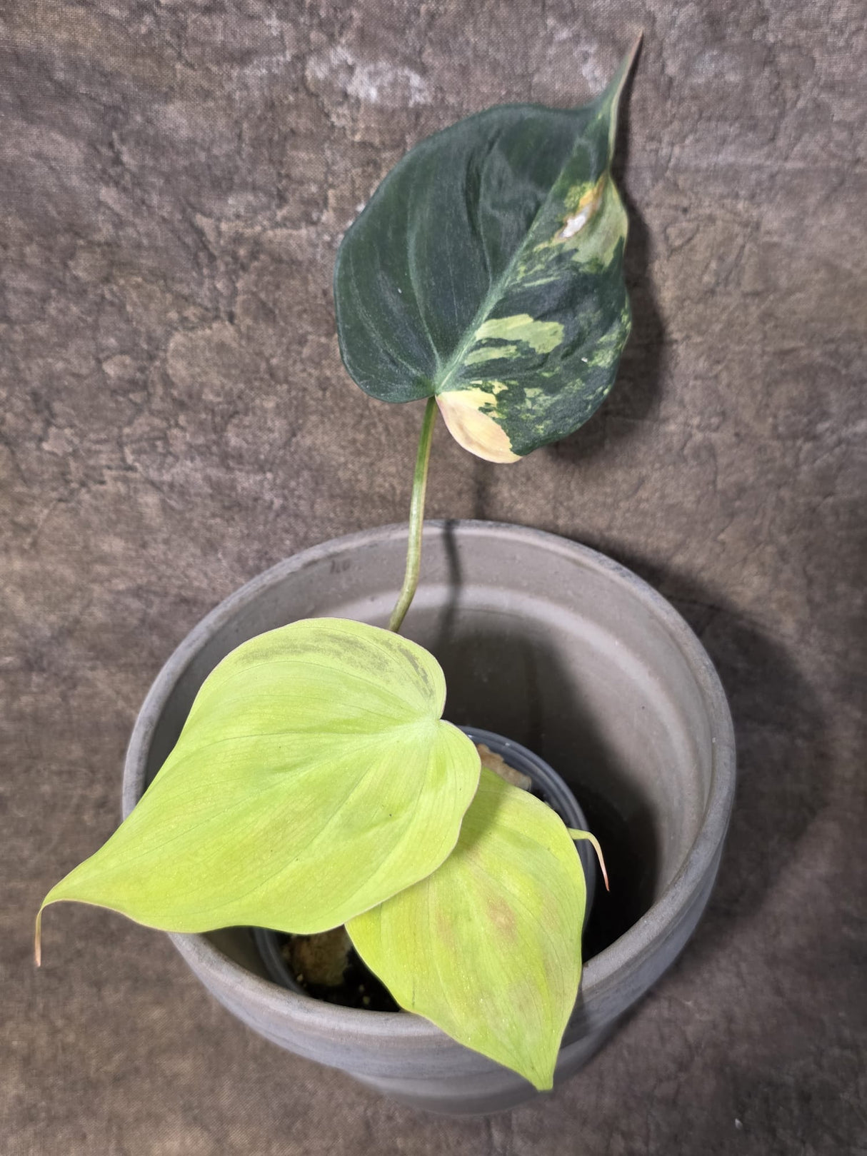 Variegated Philodendron Mican Aurea - Rare Exact Plant - (July-24-18)