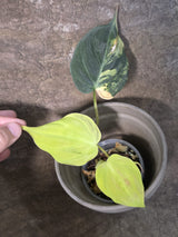 Variegated Philodendron Mican Aurea - Rare Exact Plant - (July-24-18)