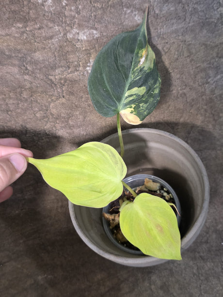 Variegated Philodendron Mican Aurea - Rare Exact Plant - (July-24-18)