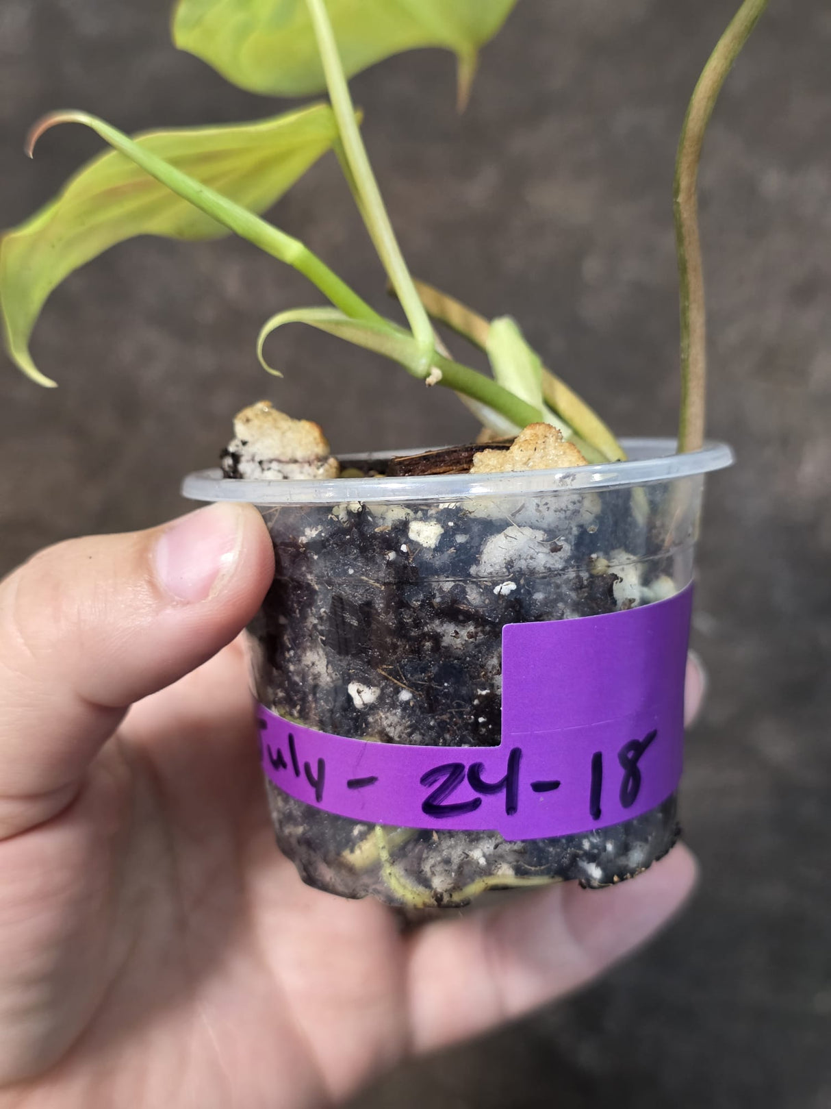 Variegated Philodendron Mican Aurea - Rare Exact Plant - (July-24-18)