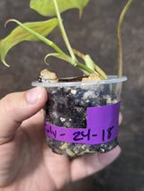 Variegated Philodendron Mican Aurea - Rare Exact Plant - (July-24-18)