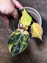 Variegated Philodendron Mican Aurea - Rare Exact Plant - (July-24-19)