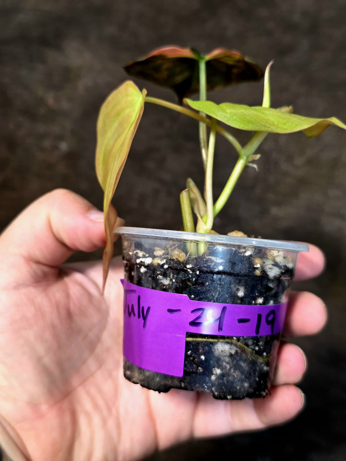 Variegated Philodendron Mican Aurea - Rare Exact Plant - (July-24-19)