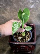 Rare Monstera Bulbasaur Variegated - Exact Plant - (July-24-20)