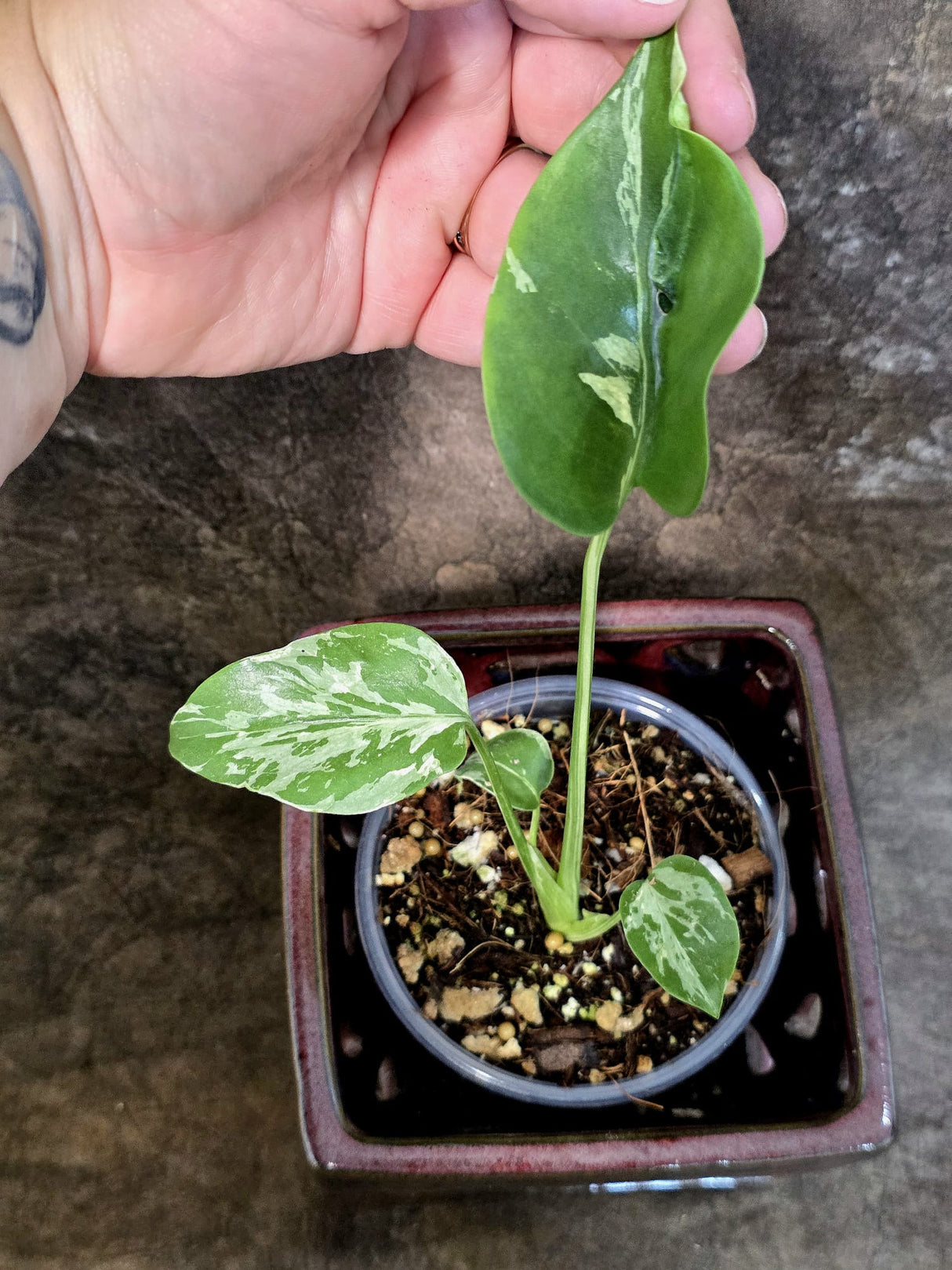 Rare Monstera Bulbasaur Variegated - Exact Plant - (July-24-20)