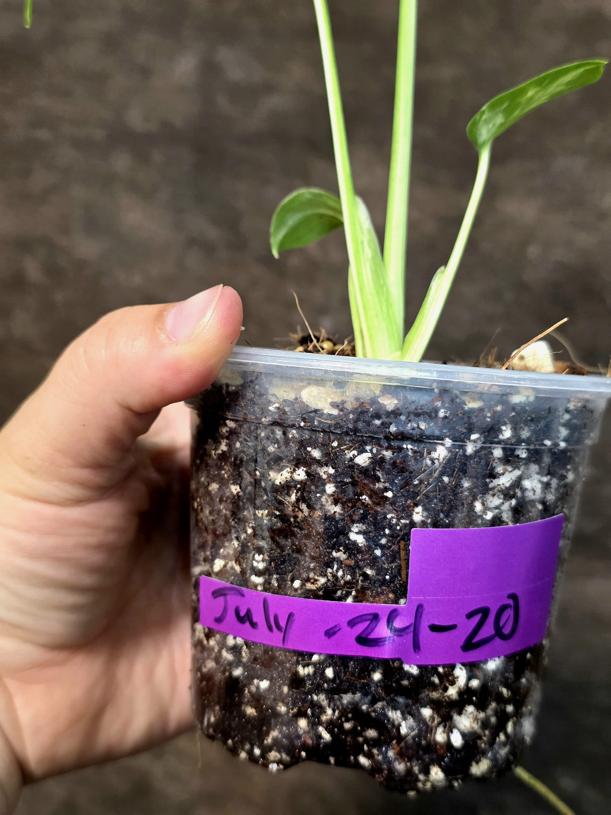Rare Monstera Bulbasaur Variegated - Exact Plant - (July-24-20)