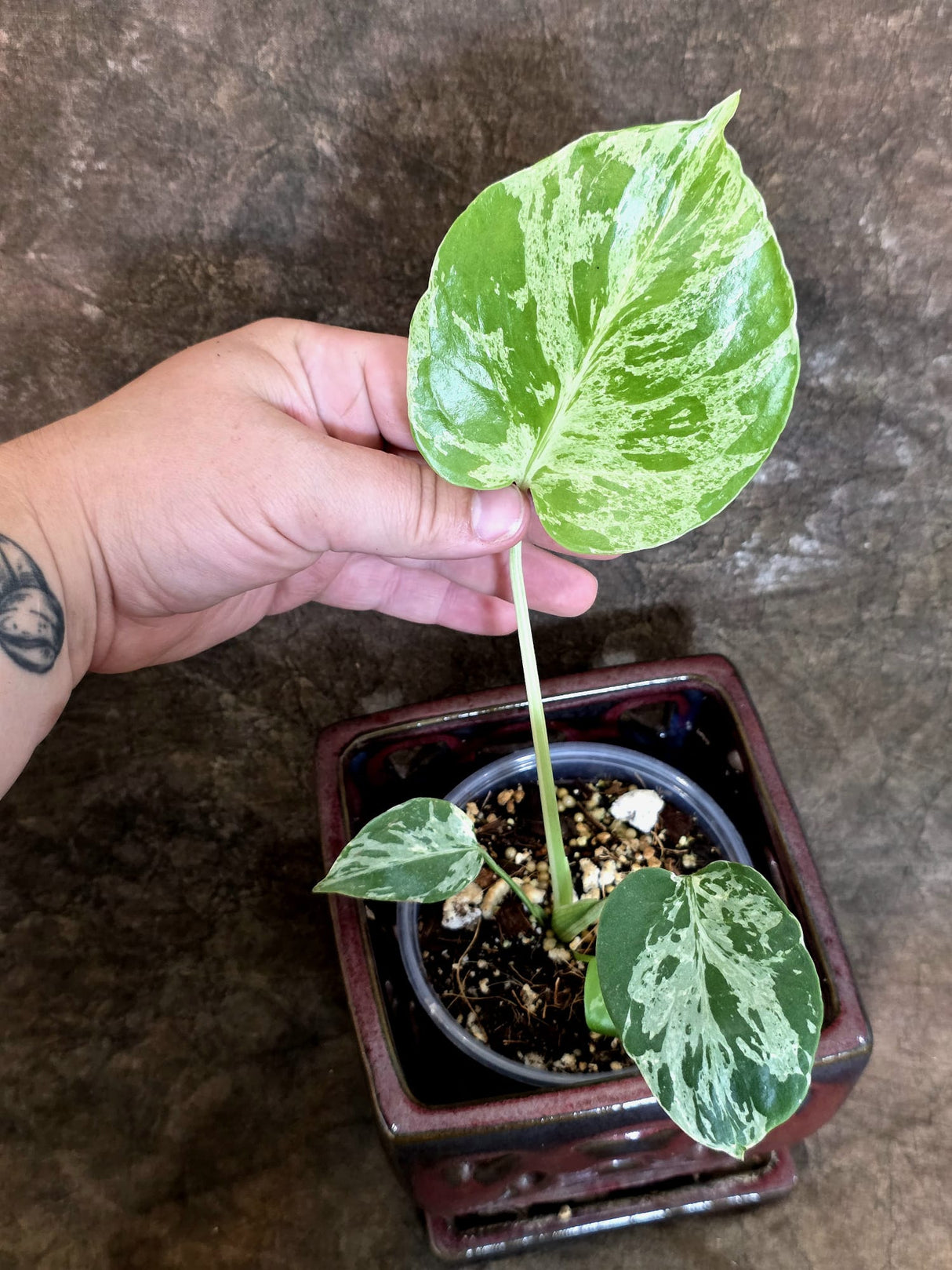 Rare Monstera Bulbasaur Variegated - Exact Plant - (July-24-21)