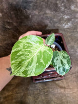 Rare Monstera Bulbasaur Variegated - Exact Plant - (July-24-21)