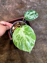 Rare Monstera Bulbasaur Variegated - Exact Plant - (July-24-21)