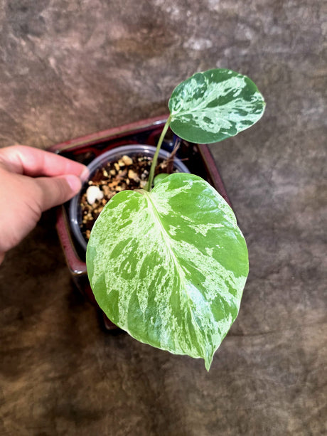 Rare Monstera Bulbasaur Variegated - Exact Plant - (July-24-21)