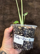 Rare Monstera Bulbasaur Variegated - Exact Plant - (July-24-21)