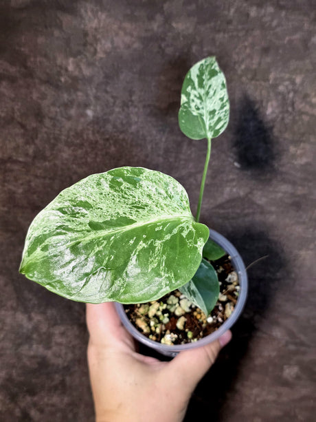 Rare Monstera Bulbasaur Variegated - Exact Plant - (July-24-22)