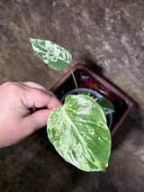 Rare Monstera Bulbasaur Variegated - Exact Plant - (July-24-22)