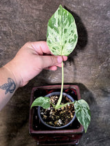Rare Monstera Bulbasaur Variegated - Exact Plant - (July-24-23)