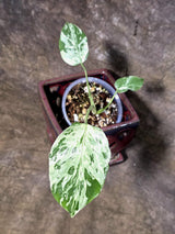 Rare Monstera Bulbasaur Variegated - Exact Plant - (July-24-23)