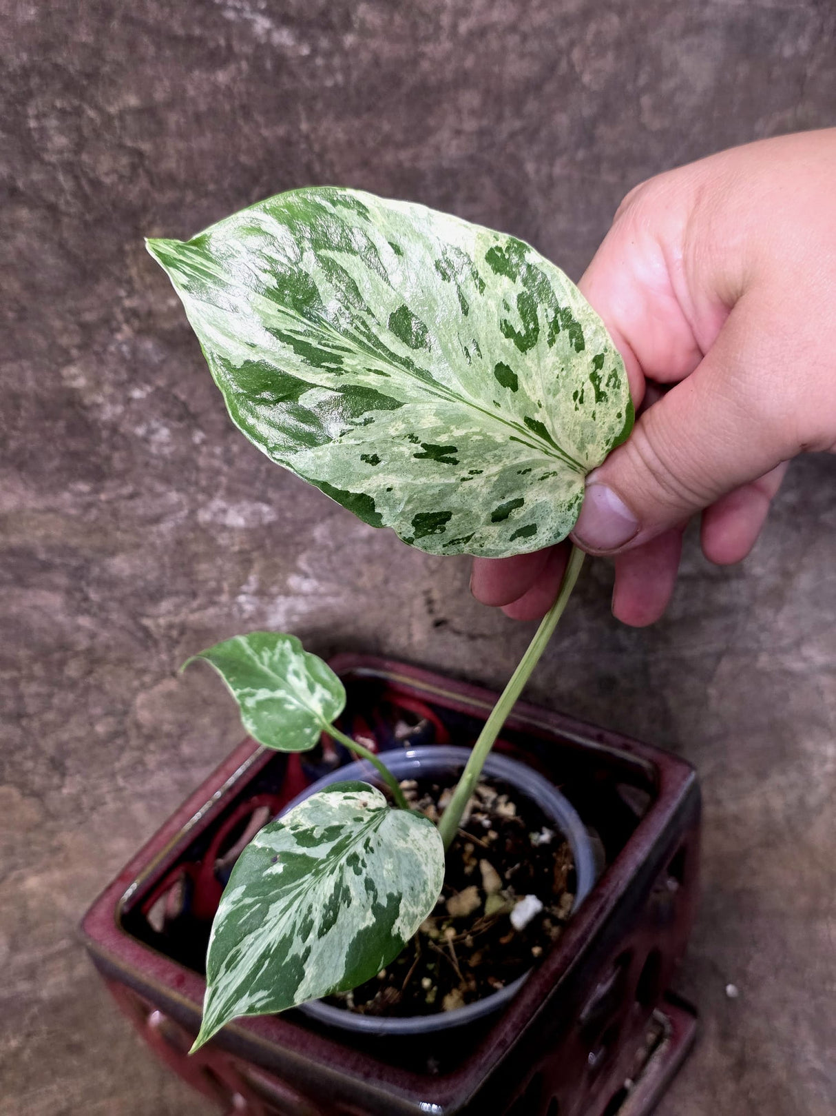 Rare Monstera Bulbasaur Variegated - Exact Plant - (July-24-23)