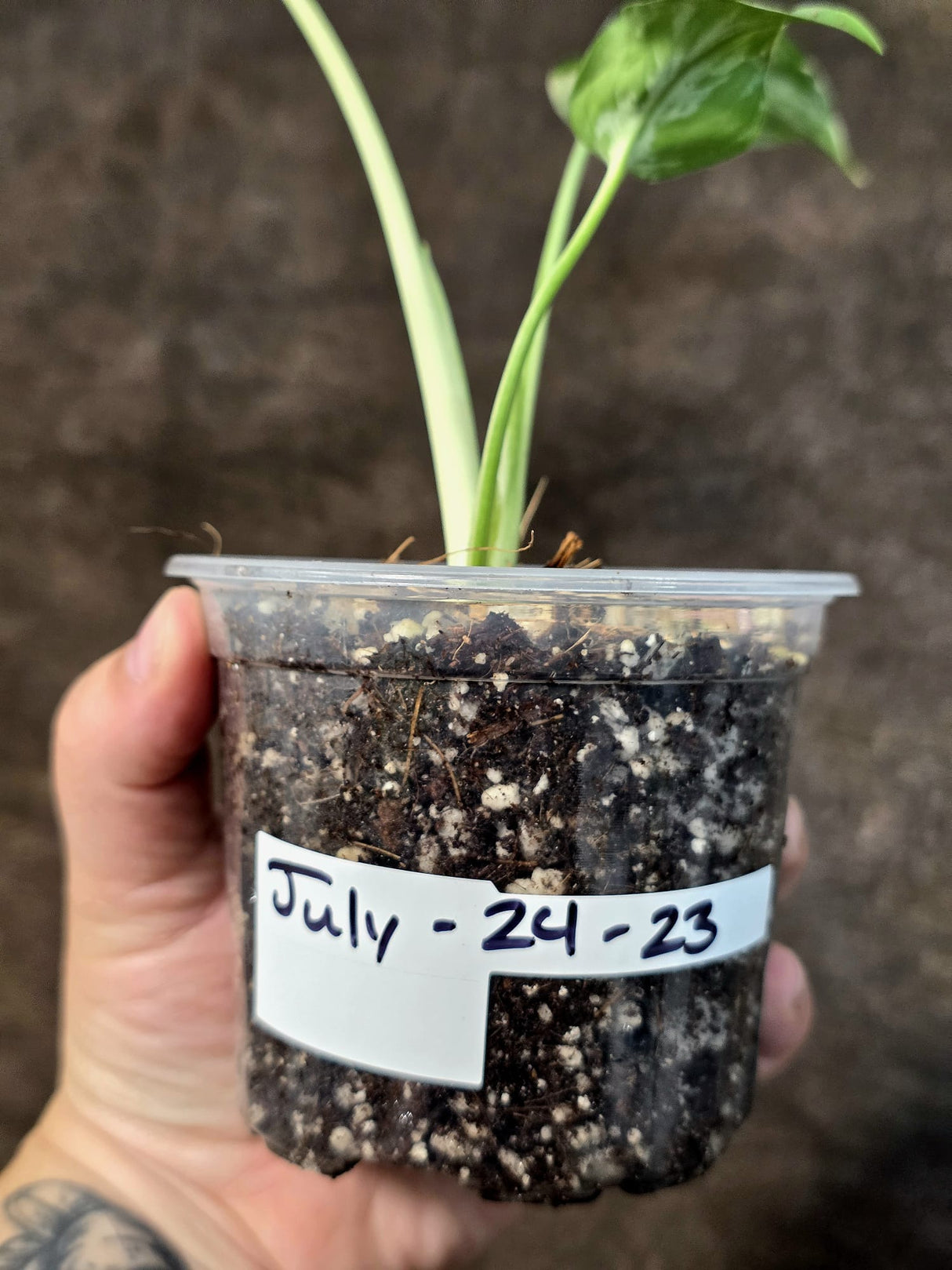 Rare Monstera Bulbasaur Variegated - Exact Plant - (July-24-23)