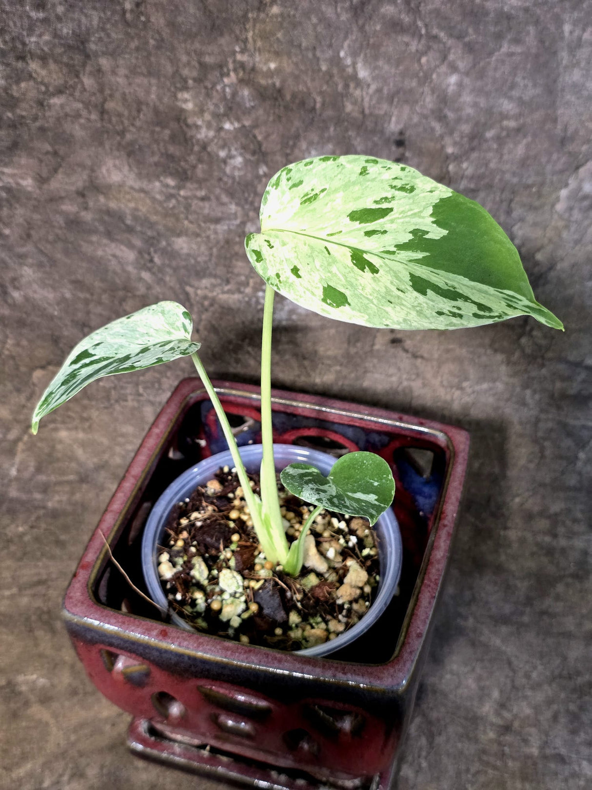 Rare Monstera Bulbasaur Variegated - Exact Plant - (July-24-24)