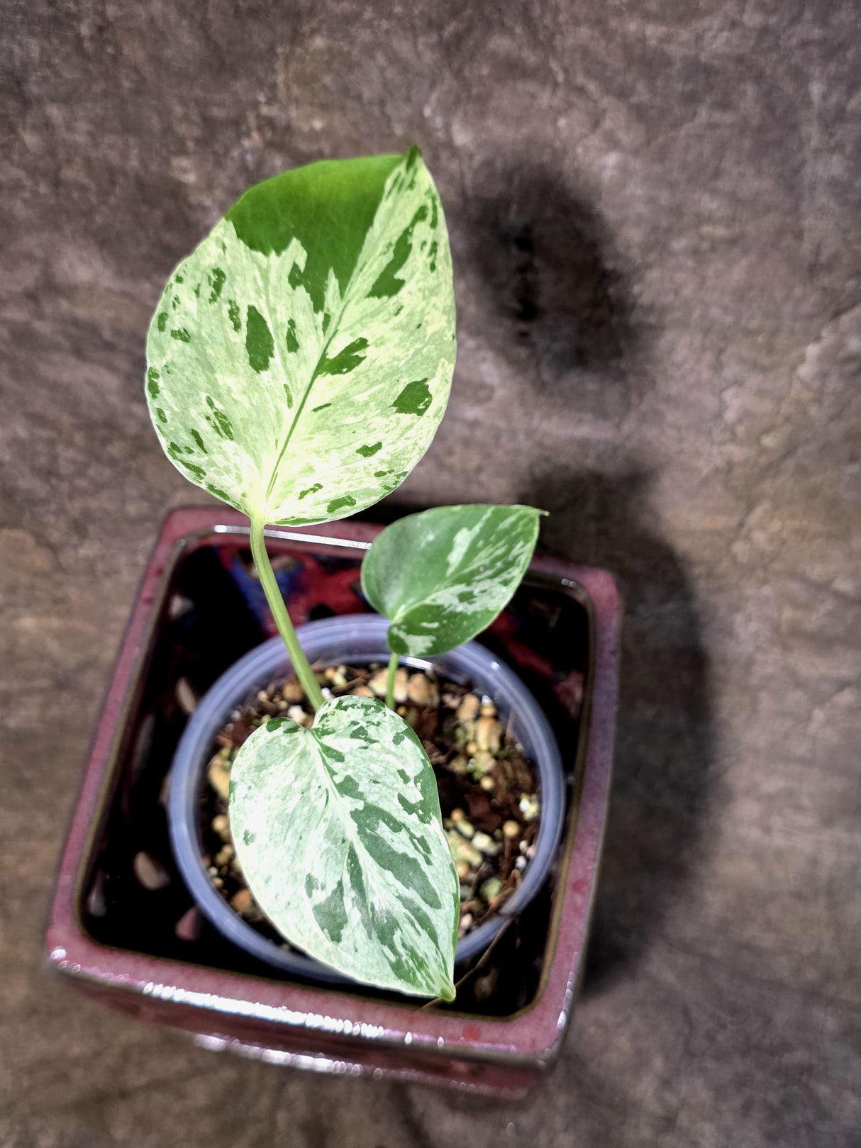 Rare Monstera Bulbasaur Variegated - Exact Plant - (July-24-24)