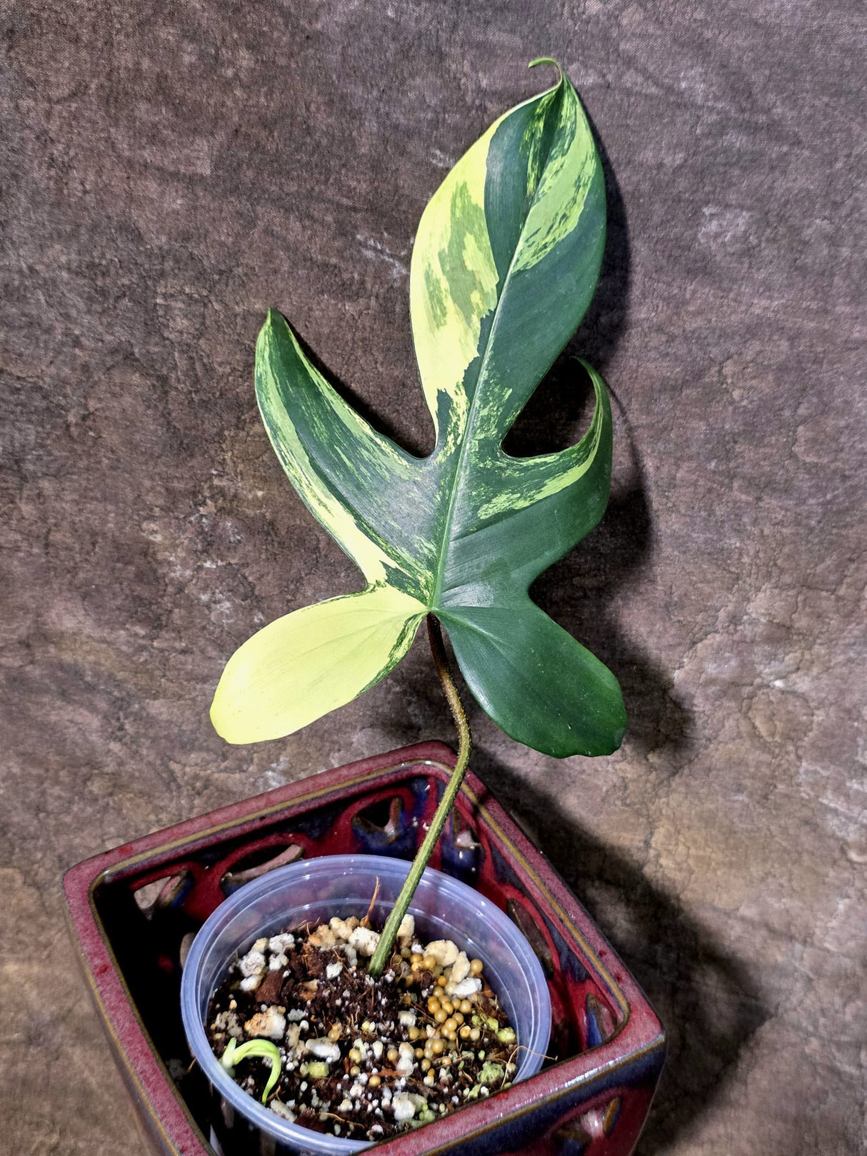 Variegated Philodendron Florida Beauty - Exact Plant - (July-24-36)