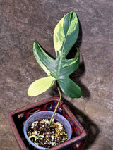 Variegated Philodendron Florida Beauty - Exact Plant - (July-24-36)