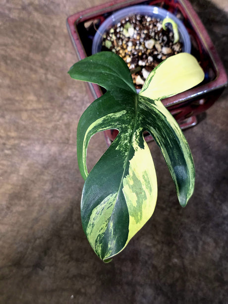 Variegated Philodendron Florida Beauty - Exact Plant - (July-24-36)