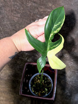 Variegated Philodendron Florida Beauty - Exact Plant - (July-24-34)