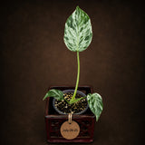 Rare Monstera Bulbasaur Variegated - Exact Plant - (July-24-23)