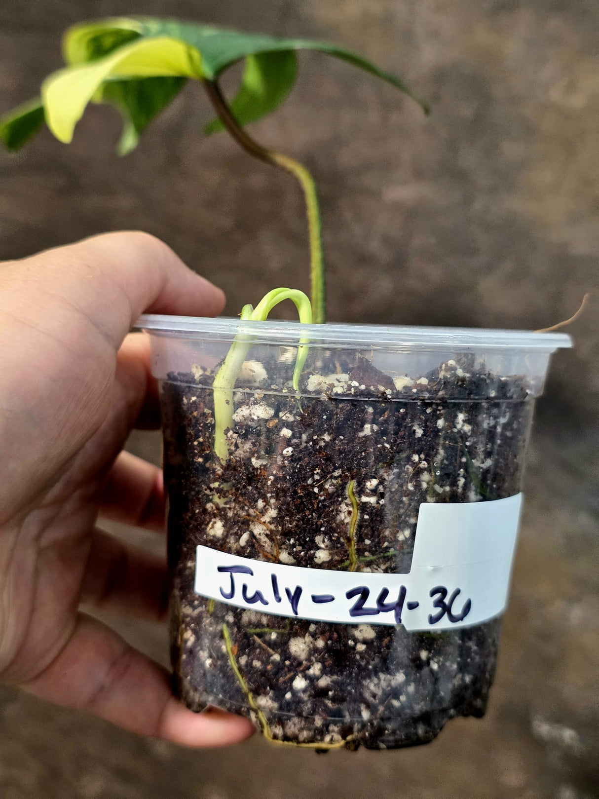 Variegated Philodendron Florida Beauty - Exact Plant - (July-24-36)