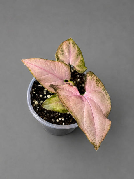 Syngonium Pink Splash Live Plant in 3" Nursery Pot - Rare Pink Variegated Arrowhead Plant - Tropical Indoor Houseplant
