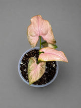 Syngonium Pink Splash Live Plant in 3" Nursery Pot - Rare Pink Variegated Arrowhead Plant - Tropical Indoor Houseplant