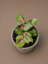Caladium Camilla Bicolor Live Plant in 3" Nursery Pot - Colorful Angel Wings Plant - Tropical Indoor Foliage Plant - Vibrant Houseplant