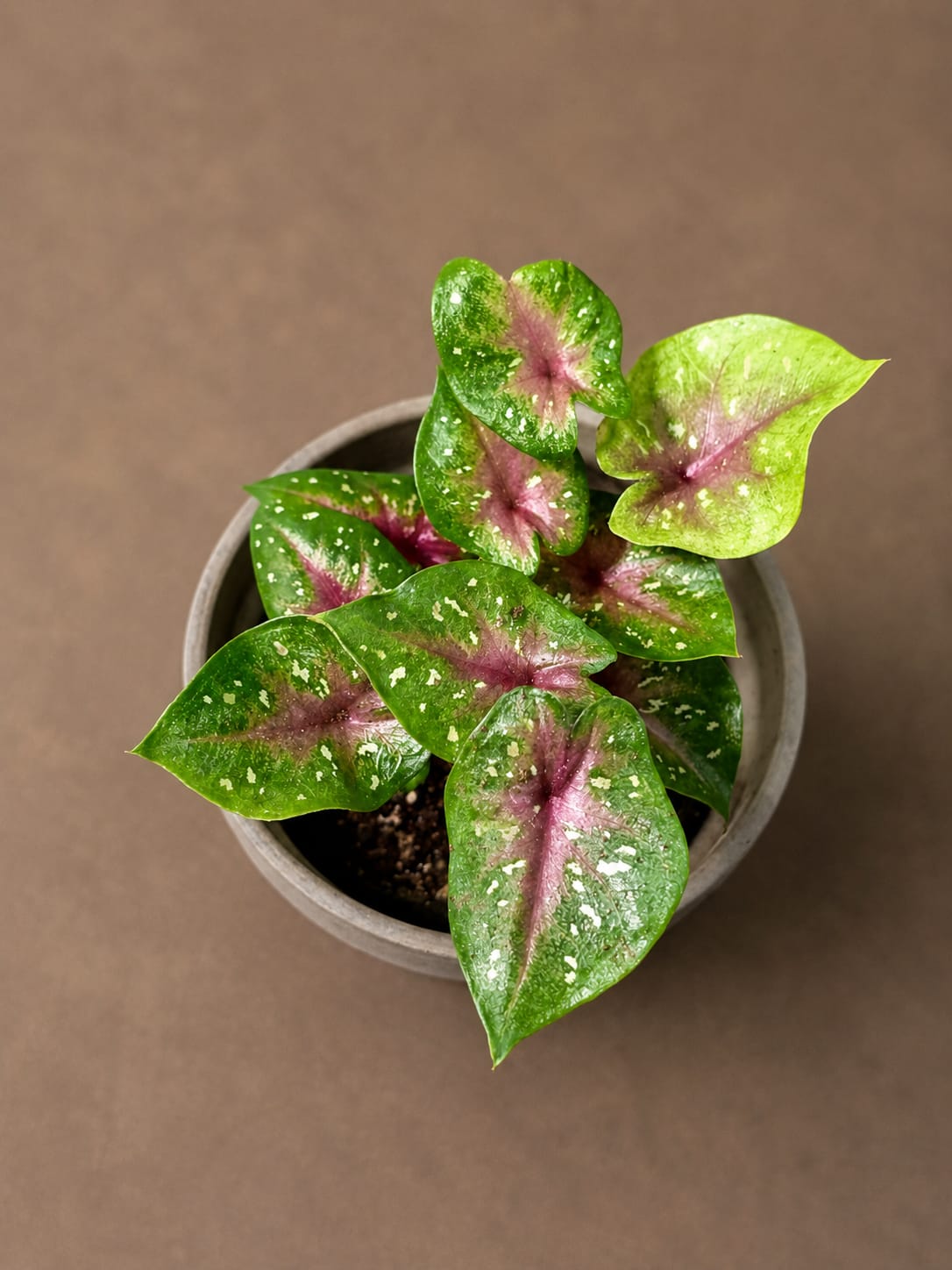 Caladium Camilla Bicolor Live Plant in 3" Nursery Pot - Colorful Angel Wings Plant - Tropical Indoor Foliage Plant - Vibrant Houseplant