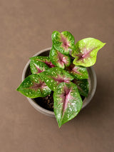 Caladium Camilla Bicolor Live Plant in 3" Nursery Pot - Colorful Angel Wings Plant - Tropical Indoor Foliage Plant - Vibrant Houseplant