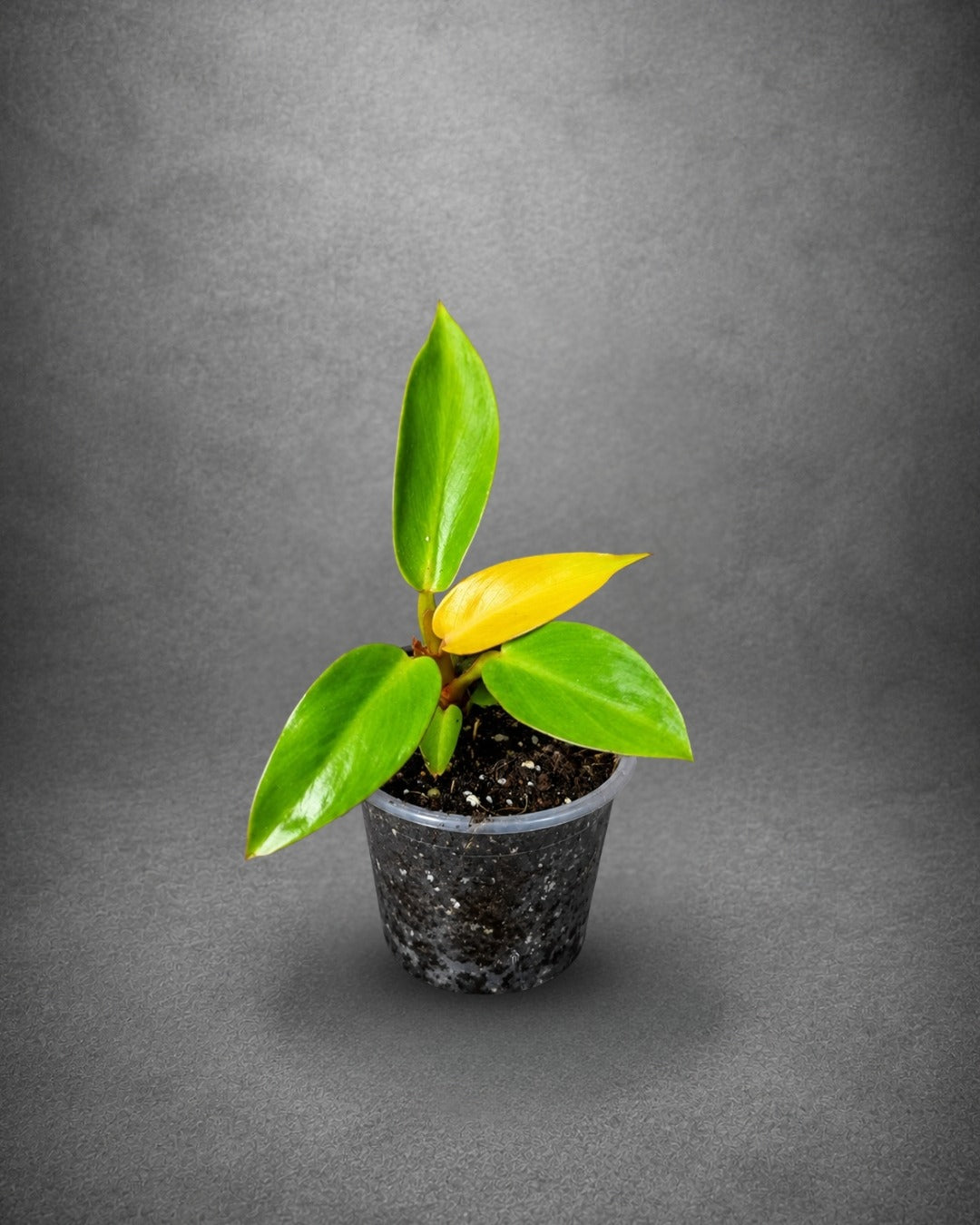Philodendron Red Sun Live Plant in 3" Nursery Pot - Rare Colorful Philodendron - Tropical Indoor Houseplant - Easy Care Aroid Plant