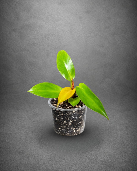Philodendron Red Sun Live Plant in 3" Nursery Pot - Rare Colorful Philodendron - Tropical Indoor Houseplant - Easy Care Aroid Plant