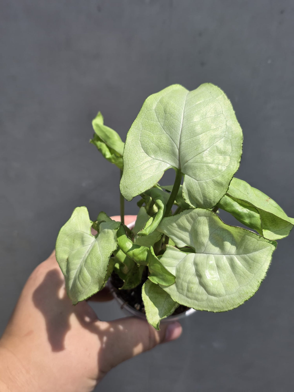 Syngonium White Butterfly 3" - White Syngonium - Arrowhead Plant - Live Houseplant - Tropical Plant