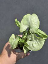 Syngonium White Butterfly 3" - White Syngonium - Arrowhead Plant - Live Houseplant - Tropical Plant
