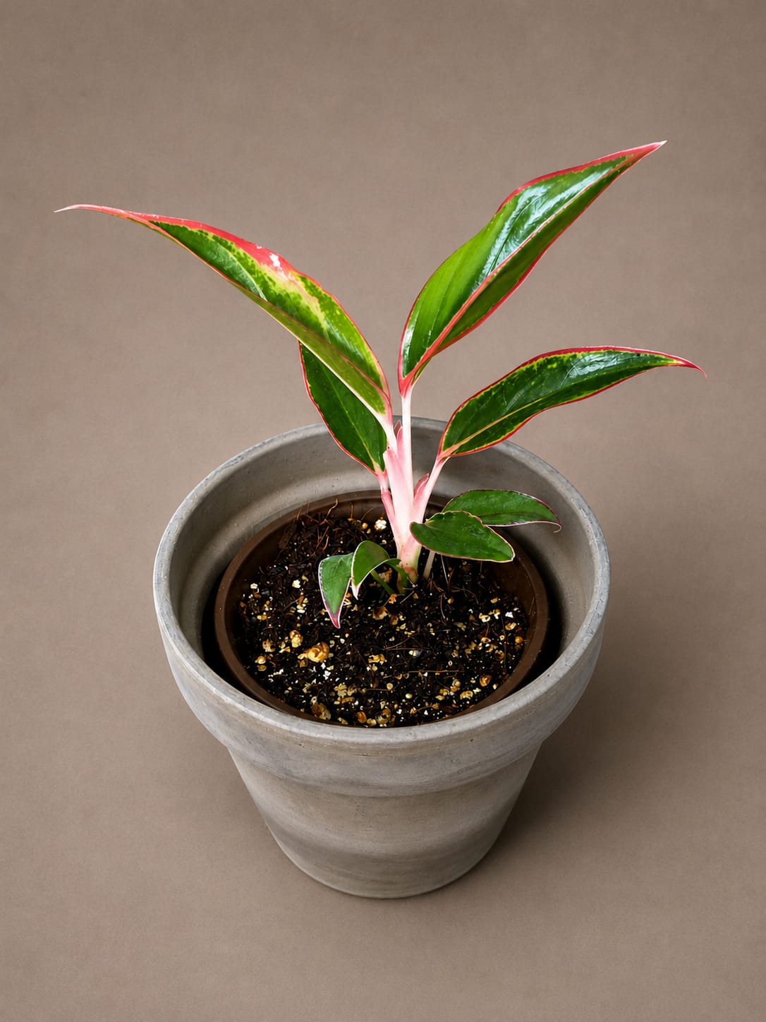 Aglaonema Red Lipstick (Siam Aurora) Live Plant in 3" Nursery Pot - Red Chinese Evergreen - Tropical Indoor Houseplant - Easy Care Plant