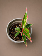 Aglaonema Red Lipstick (Siam Aurora) Live Plant in 3" Nursery Pot - Red Chinese Evergreen - Tropical Indoor Houseplant - Easy Care Plant
